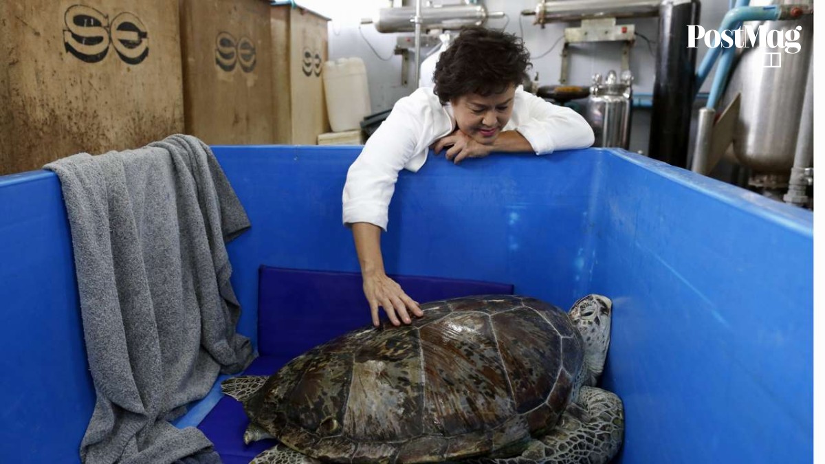 Thais shell-shocked as coin-swallowing turtle dies after surgery  complications | South China Morning Post