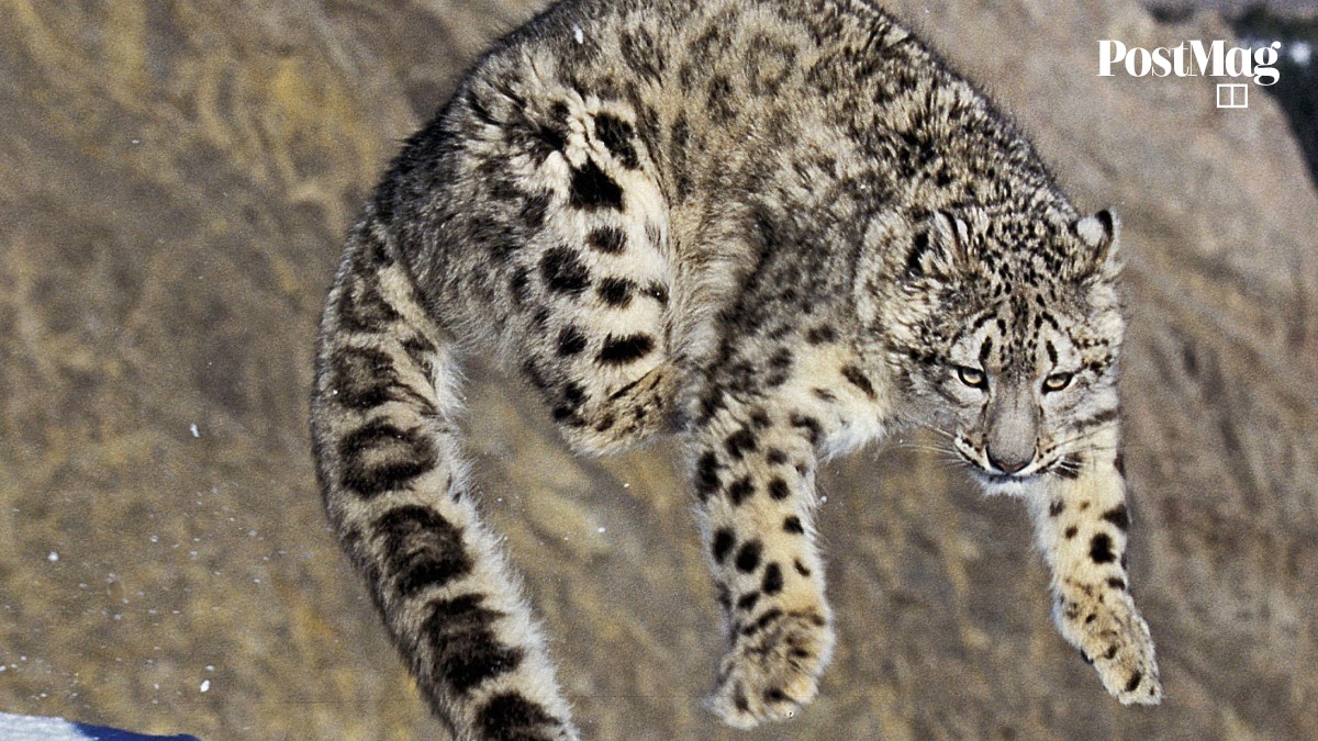 Snow leopard census: now it is off endangered species list, 12-nation