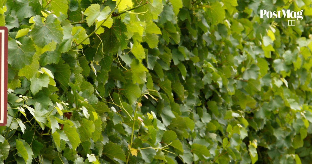 The Corkscrew | Three styles of chenin blanc, a diverse white wine with ...