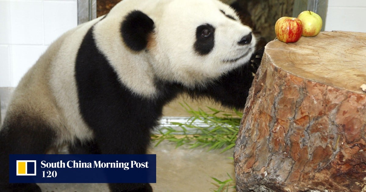 Adelaide Zoo’s giant pandas fail to breed | South China Morning Post