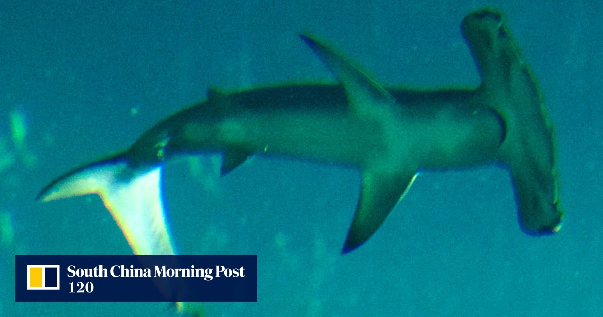 Ozone machine responsible for six shark deaths at Ocean Park South