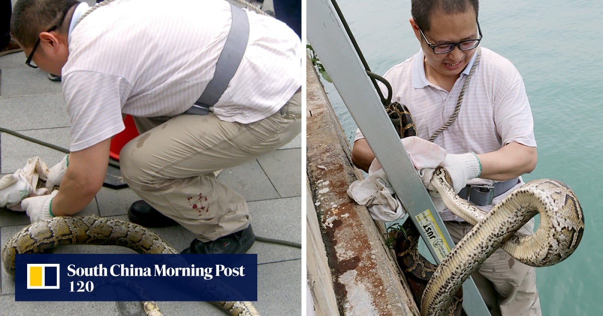 Python on the prom! Storm ‘washes snake down hillside’ into Quarry Bay ...