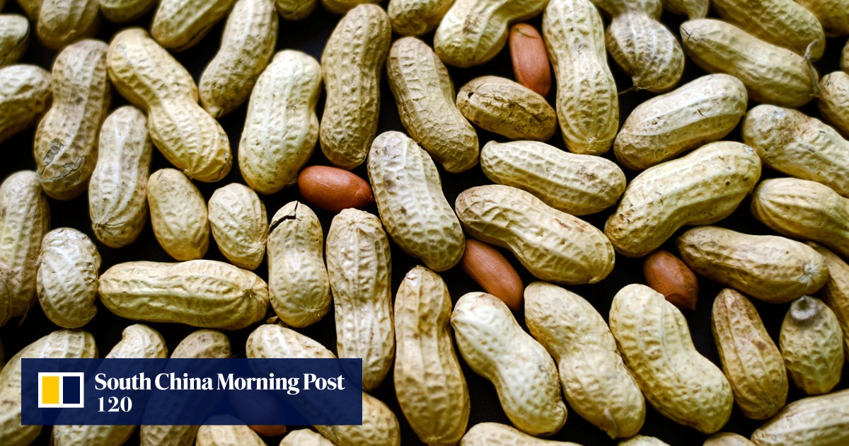 Eating peanuts helps prevent babies allergic later, study