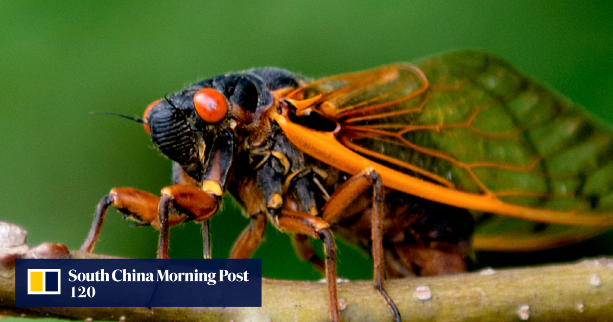 Noisy cicada plague descends on the US East Coast after 17year