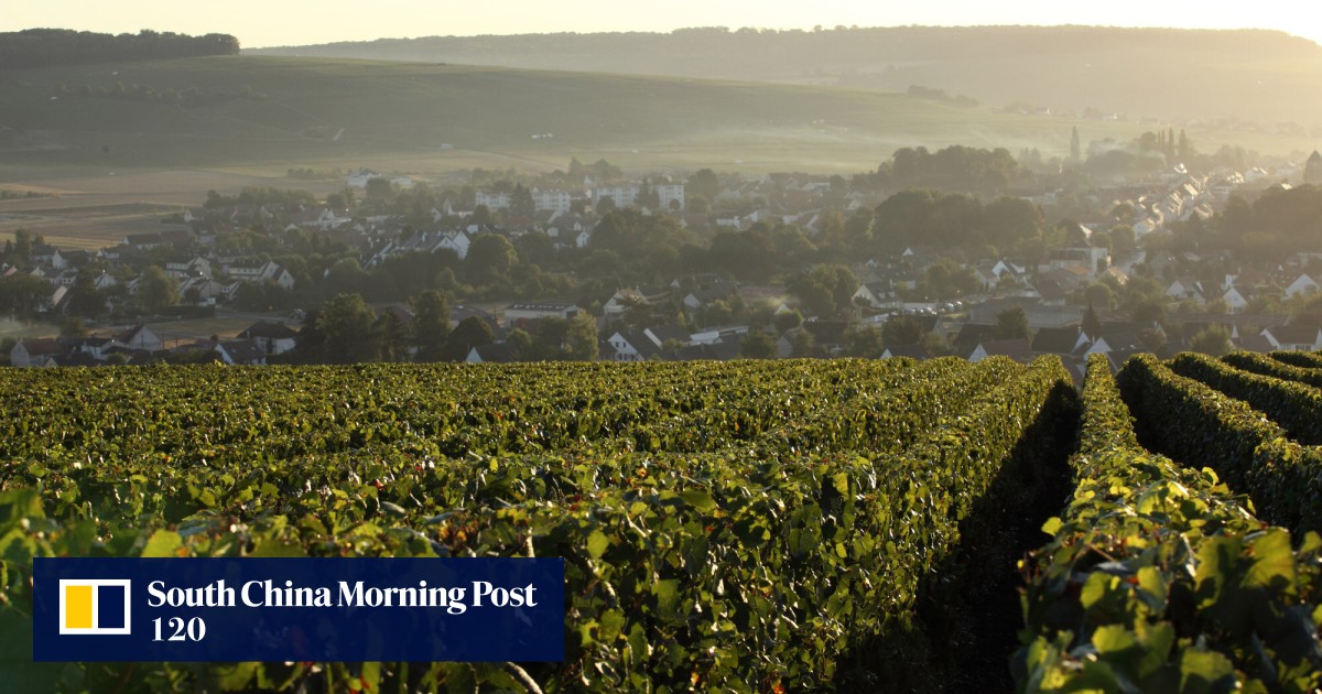 What are the different types of Moët champagne? - Social Vignerons