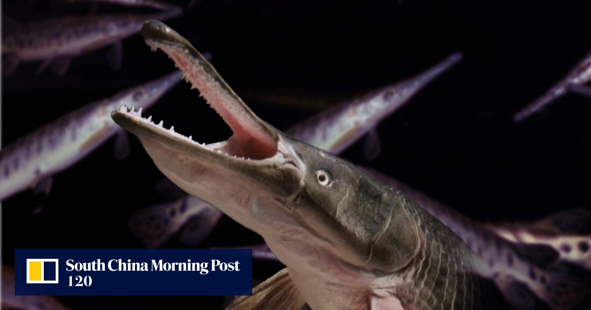More ‘monster fish’ on the loose: sightings of alligator gar emerge in ...