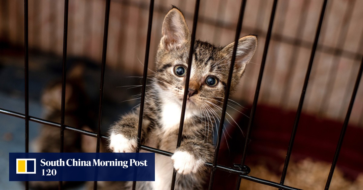 Savage cat meat trade gang in China that lures felines with live