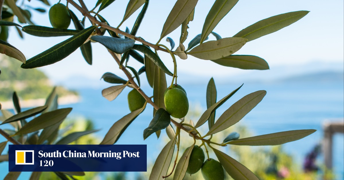 Treating gout with olive leaf tea how it ended agonising pain for a