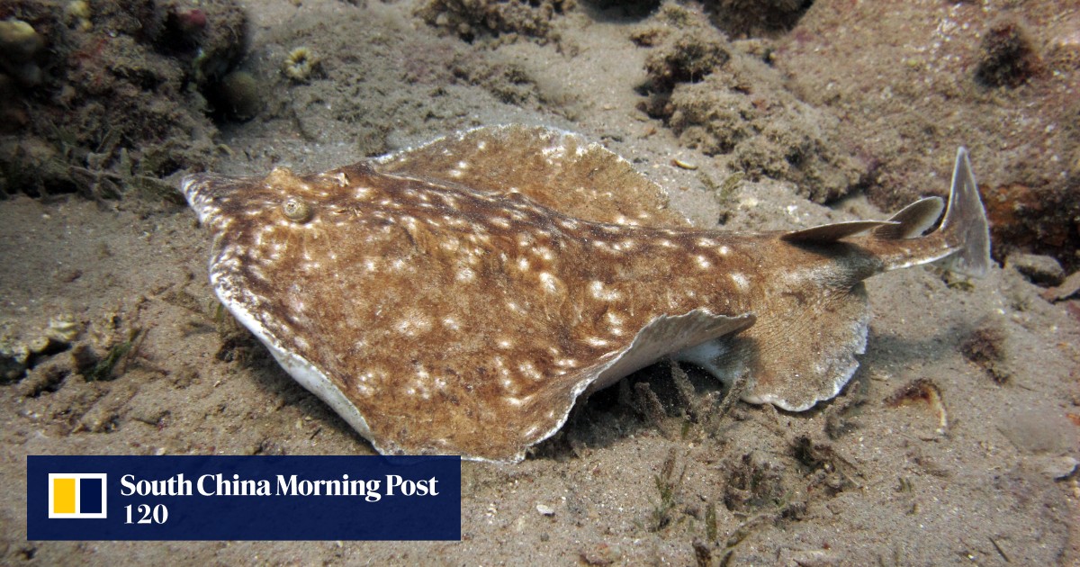 Electric sea creature sparks China’s nanogenerator innovation | South ...
