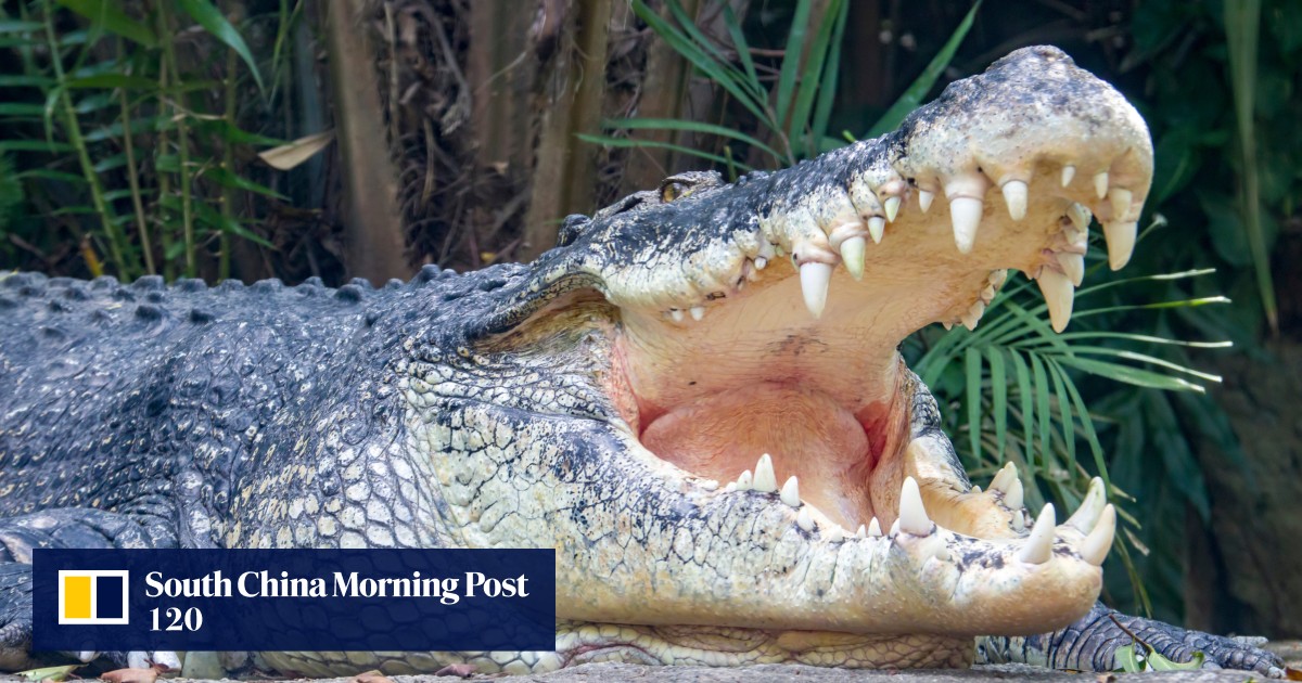 Eye for an eye: Australian cattleman attacked by crocodile bites back and lives