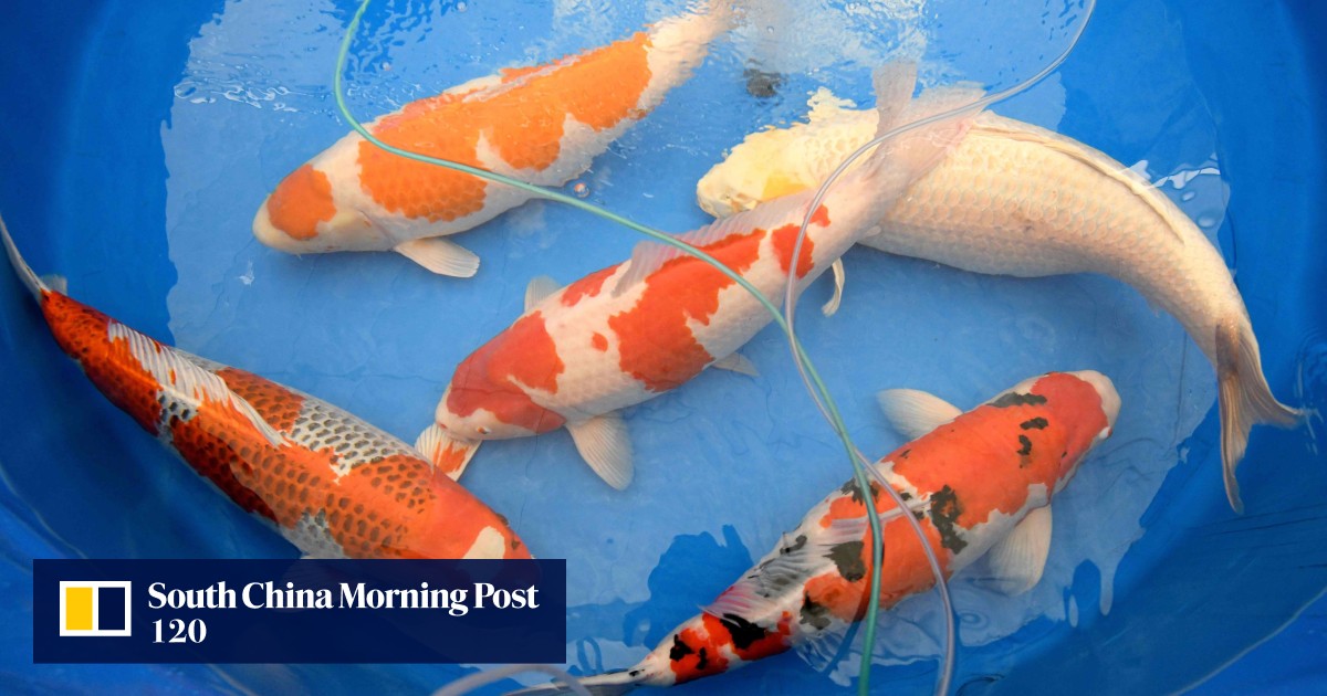 貿易業者が「深刻な被害」を嘆き、中国の福島関連禁止措置が日本の貴重な観賞用鯉に対する禁止措置に拡大しました。