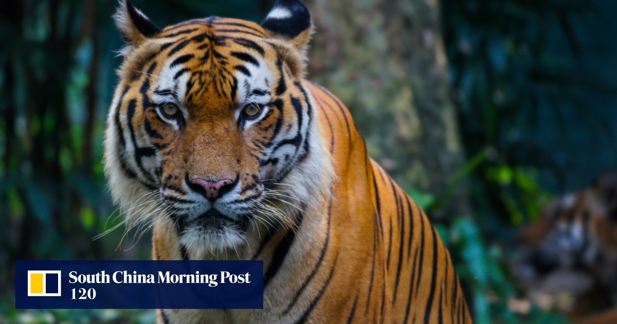 Malaysia on alert as ‘killer’ Malayan tigers blamed for deaths of 4 in Kelantan