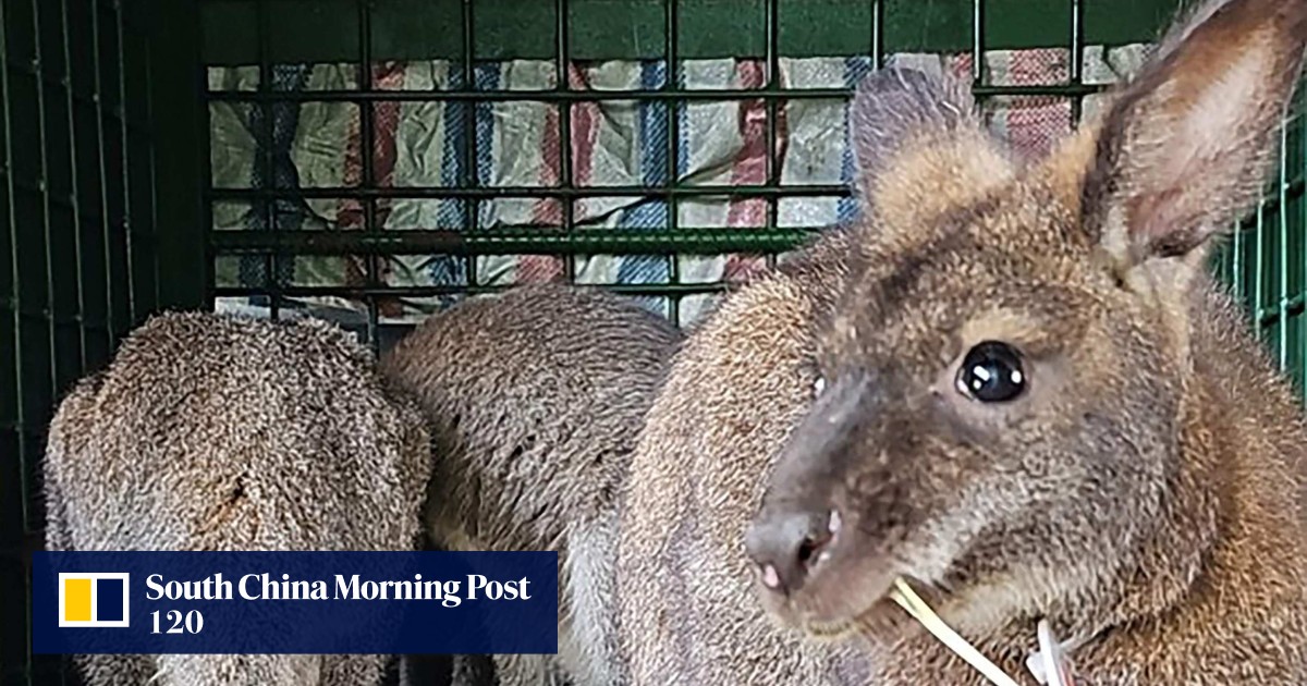 4 wallabies seen hopping in Vietnam, likely trafficked for China market amid calls to curb exotic pet trade