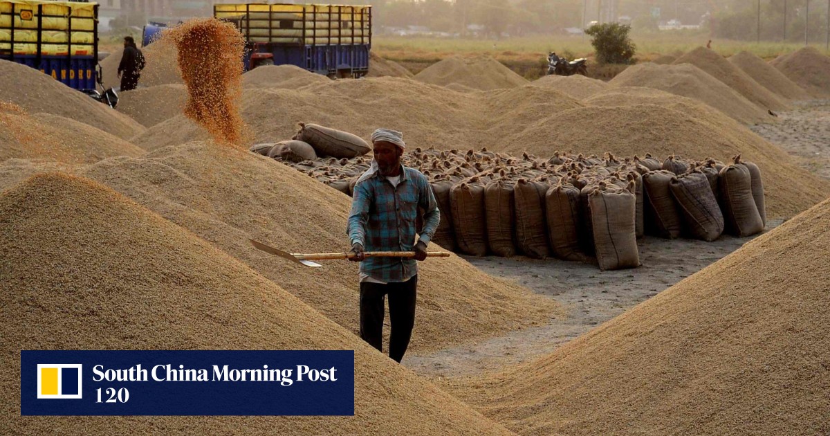 India’s rice export bans expected into 2024, in further hit to global prices