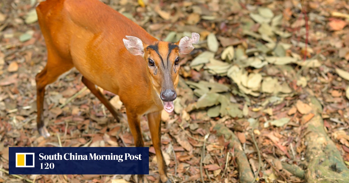 Japanese island’s ‘barking deers’ annoy residents, survive culling efforts costing millions