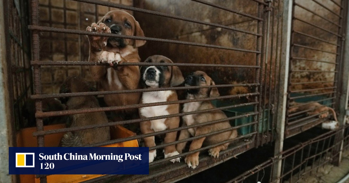 As South Korea plans dog meat ban, farmers threaten to flood Seoul with 2 million canines