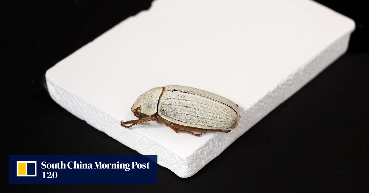 Hong Kong team says new cool white ceramic can reflect nearly all sunlight and cut air conditioning costs