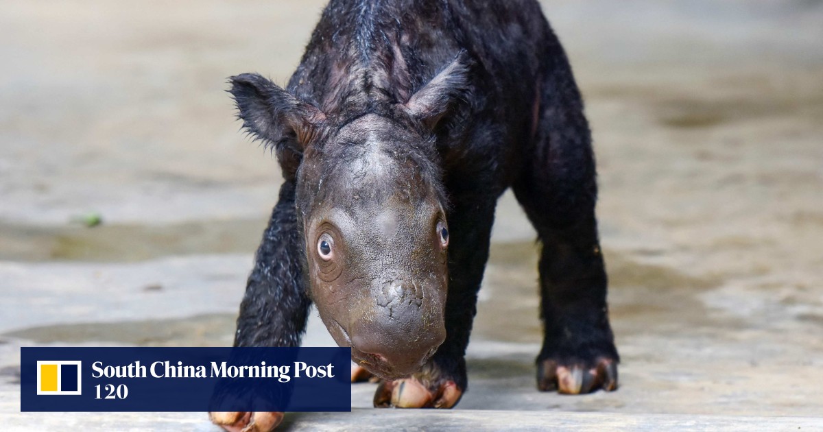 Indonesia welcomes birth of critically endangered Sumatran rhino