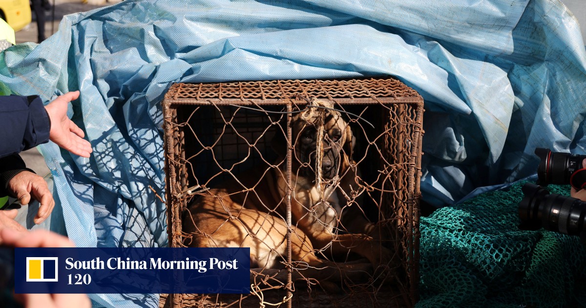 South Korean farmers try to release canines, clash with police over dog meat ban