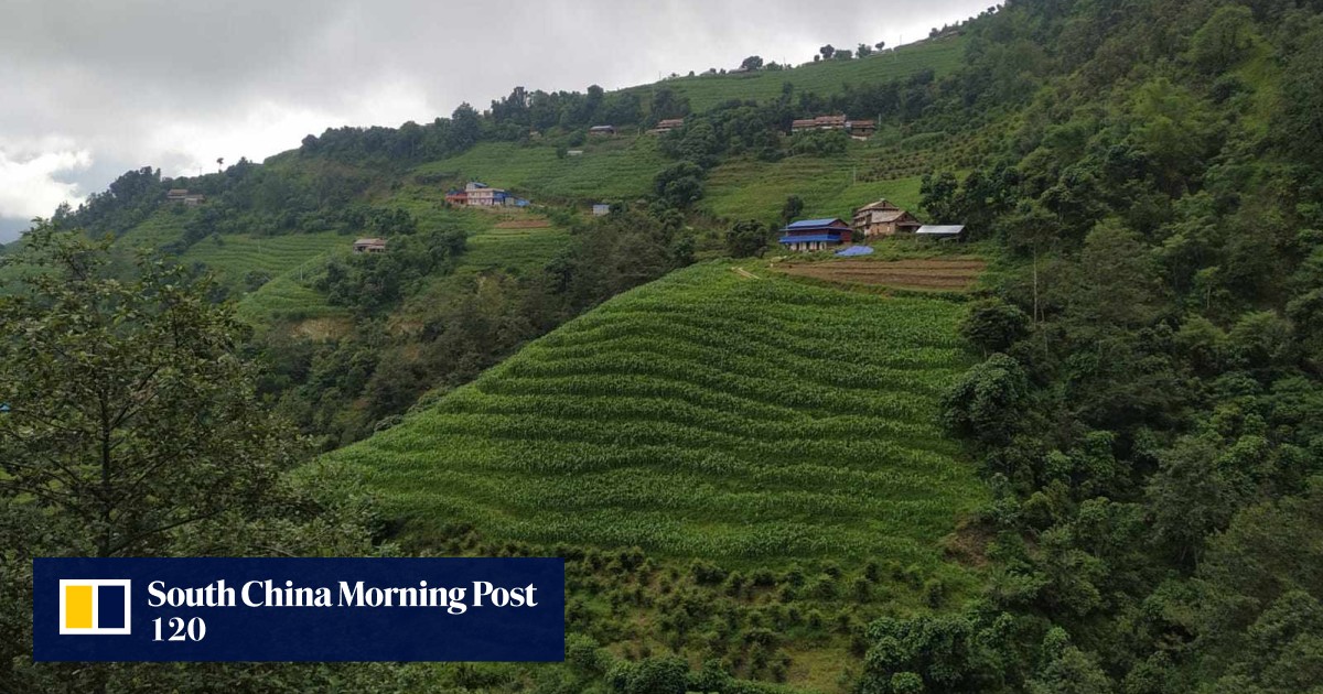 Nepal villagers step up efforts to save cancer-treating yew trees, but challenges remain