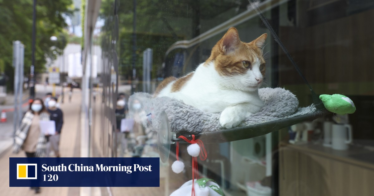 Insure your dog or cat? Hongkongers get tangled in policy fine print as pets age and premiums rise