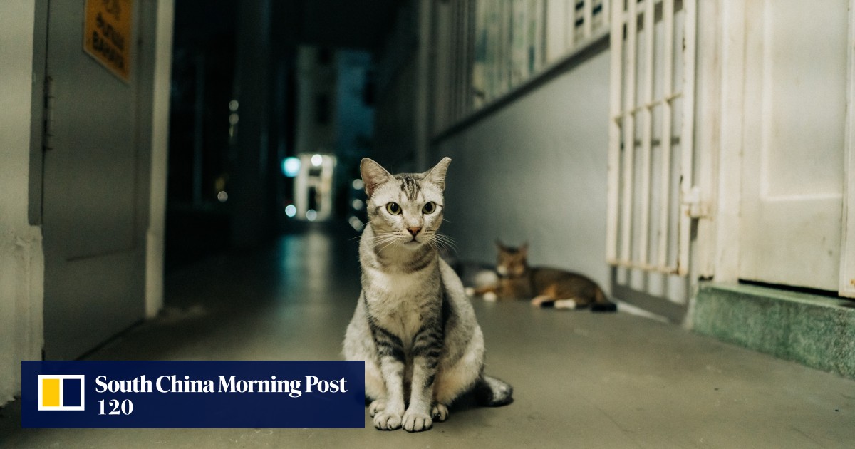 ‘Long overdue’: Singapore animal lovers laud decision to lift 34-year ban on pet cats in public housing