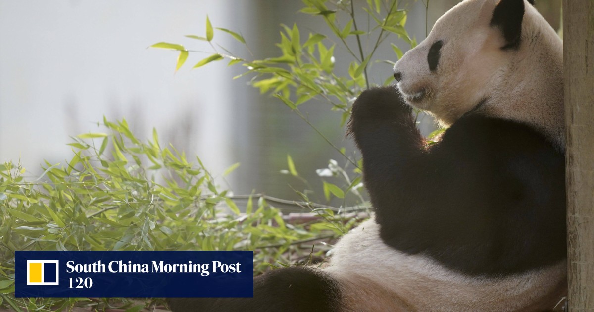 UK’s only pandas, Tian Tian and Yang Guang, return to China after 12 years without conceiving at the Edinburgh zoo