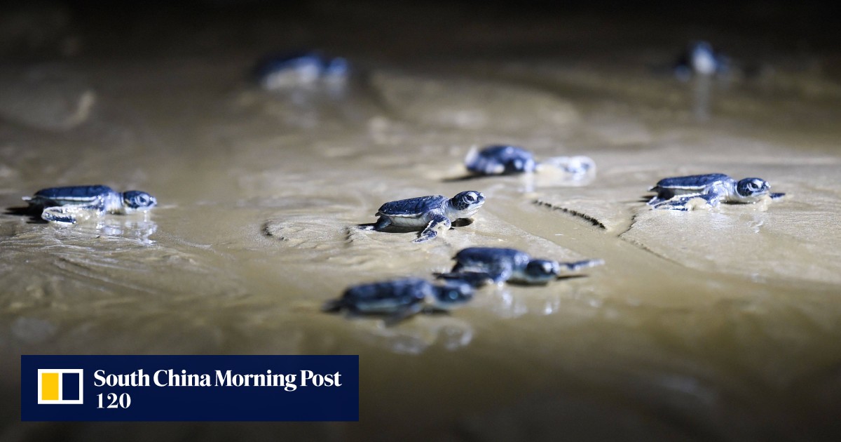 As Pakistan’s urban sprawl spreads, green turtles fight for survival in ‘painful scene’