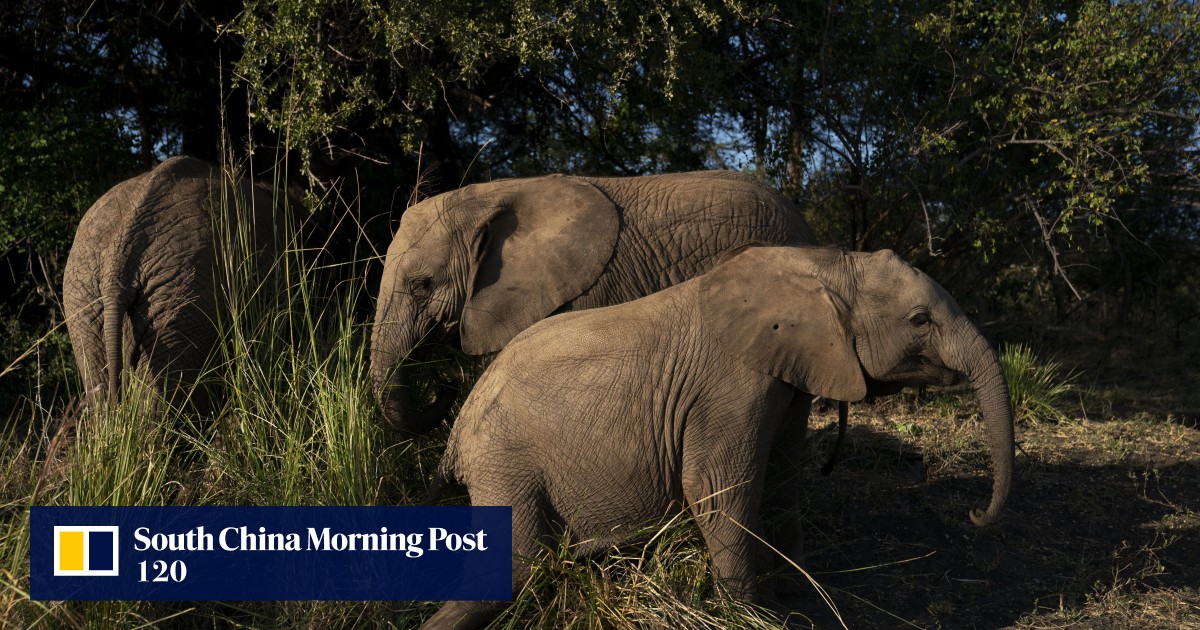 Grim warning as report states ‘hundreds’ of elephants are being poached