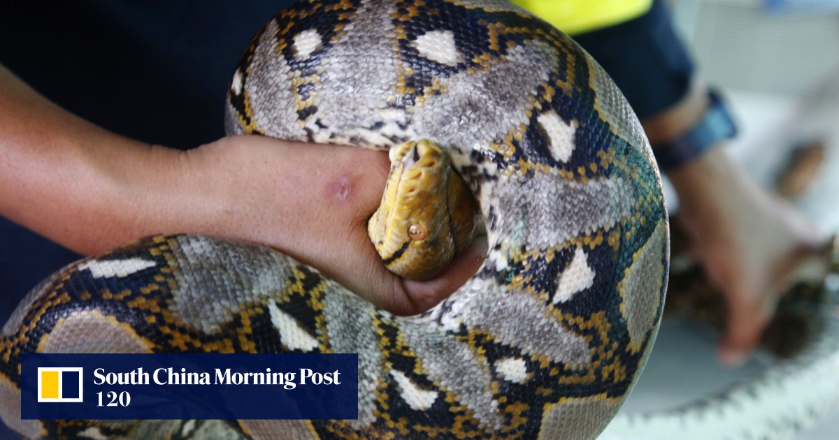 US woman found dead with python wrapped around her neck, in house ...