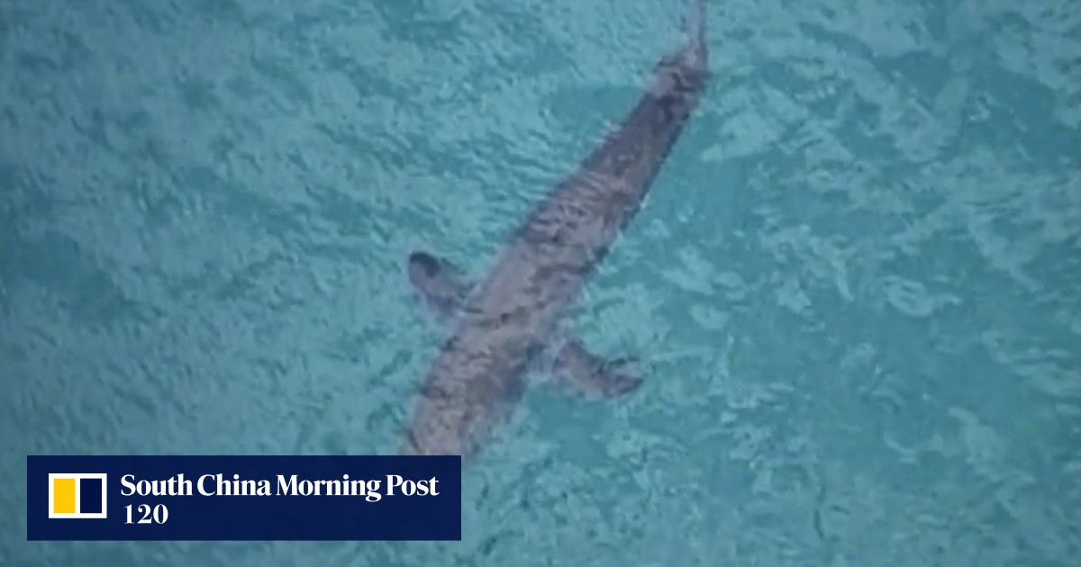 Australian surfer, 60, killed in attack by three-metre shark | South