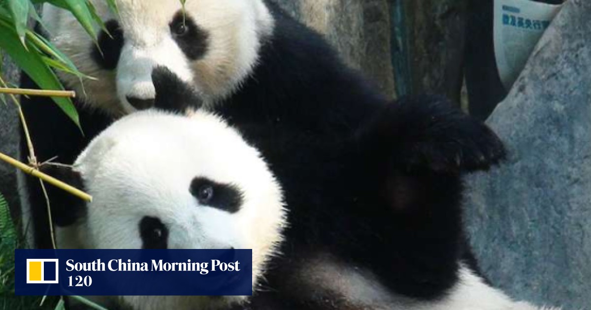 Panda attraction closed at Hong Kong’s Ocean Park as Ying Ying tries