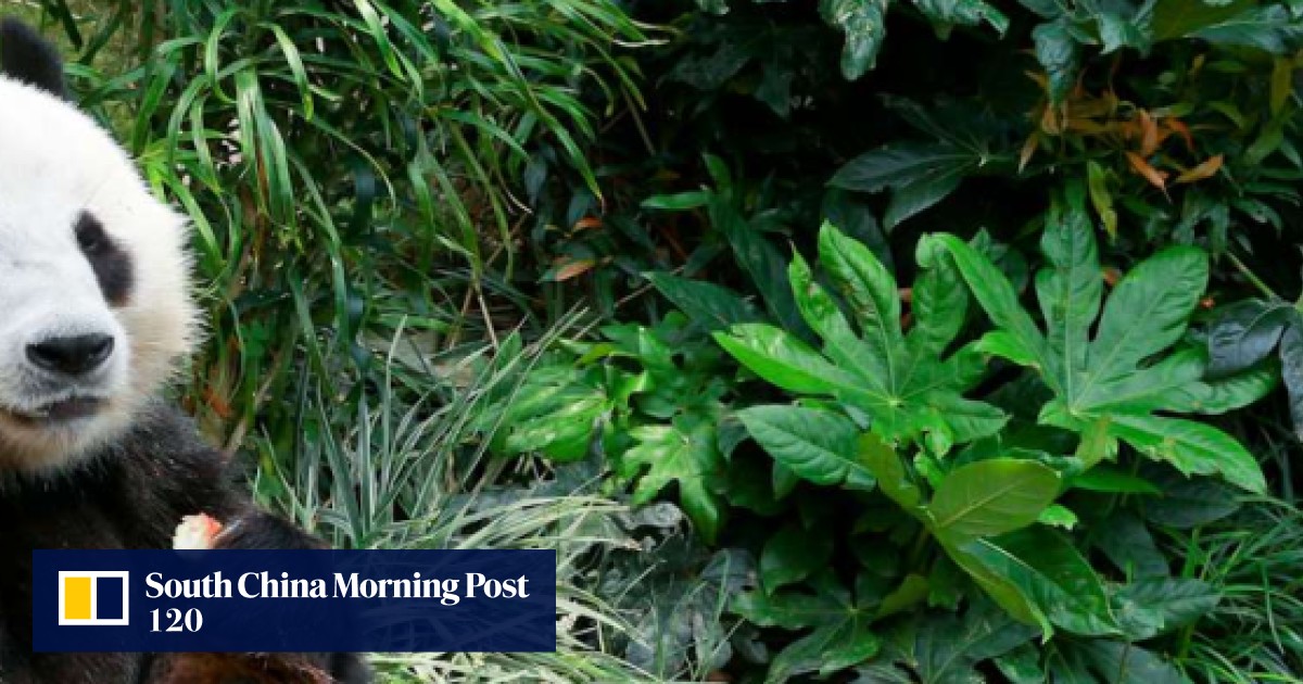 Is Ocean Park’s female giant panda Ying Ying pregnant? Birthday absence