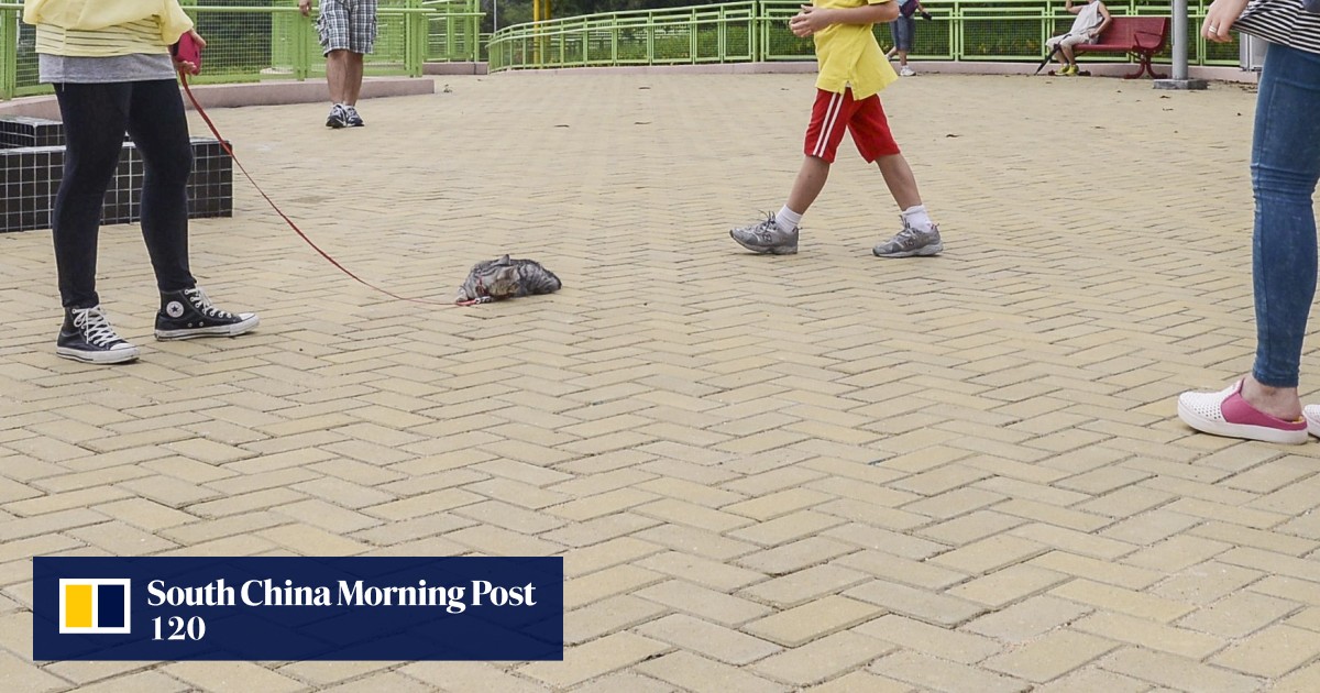 Backward attitude to owning pets in Hong Kong must change South China