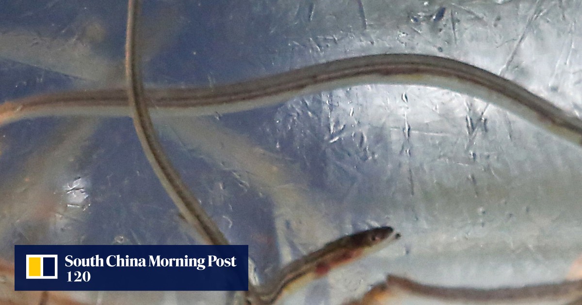Four Chinese arrested for smuggling glass eels in SpainPortugal bust