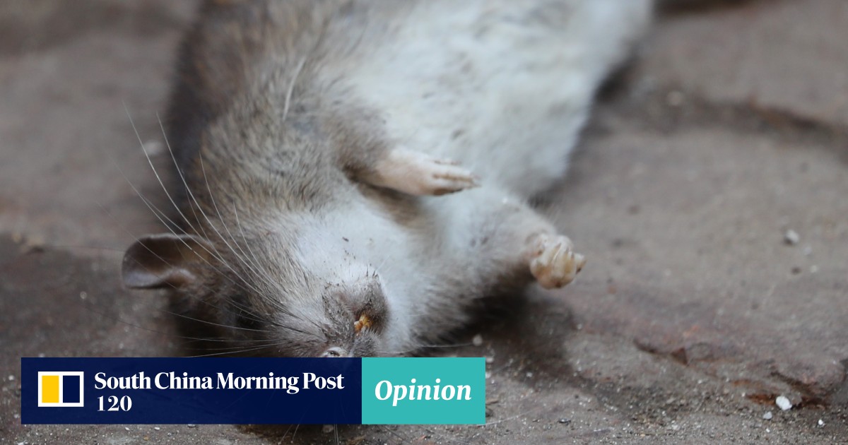 Opinion Rats! Hong Kong finally beats Singapore at something South