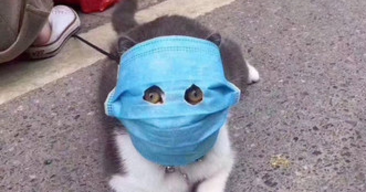 Viral Meme Of Mask Wearing Cat Turns Into A Toy Figure In Coronavirus Hit China South China Morning Post
