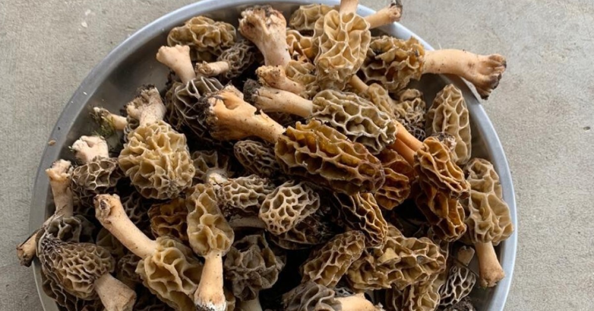 The Morel Mushroom Why Gourmets Pay Us 500 A Kilo For Them The Foragers Who Harvest Them And The Health Benefits Of Eating Them South China Morning Post 466 likes · 7 talking about this. the morel mushroom why gourmets pay us