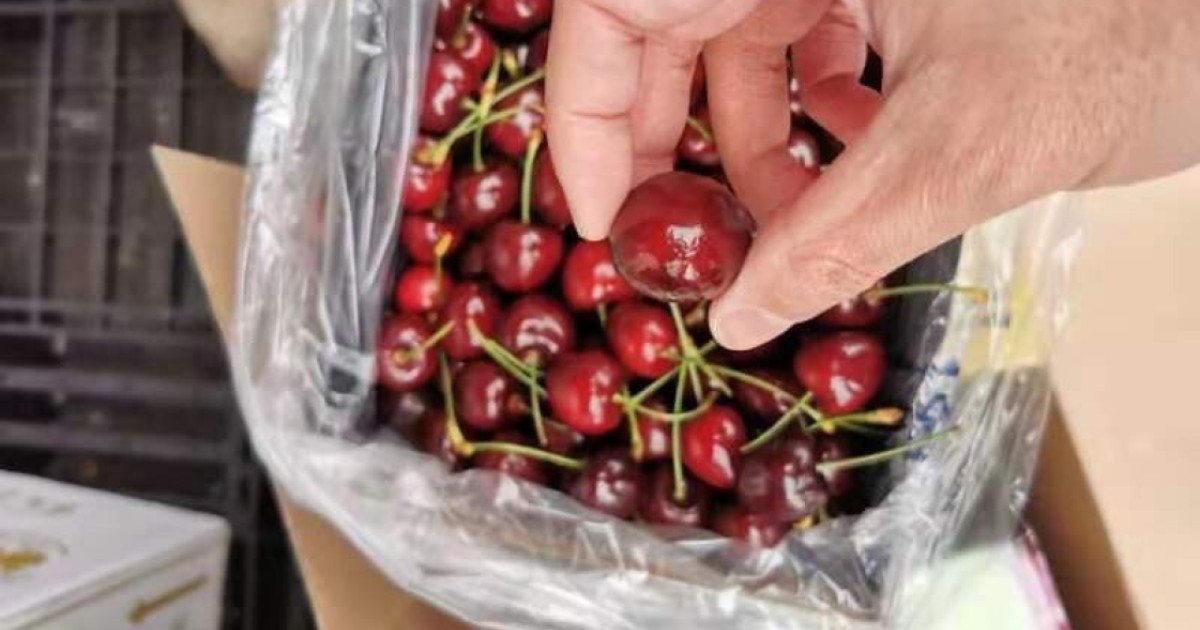 China Australia Relations Some Chinese Importers Shying Away From Tasmanian Cherries Ahead Of Lunar New Year South China Morning Post