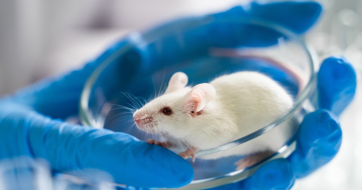 China Tightens Laboratory Animal Rules Amid Calls For Coronavirus Lab Leak Probe South China Morning Post