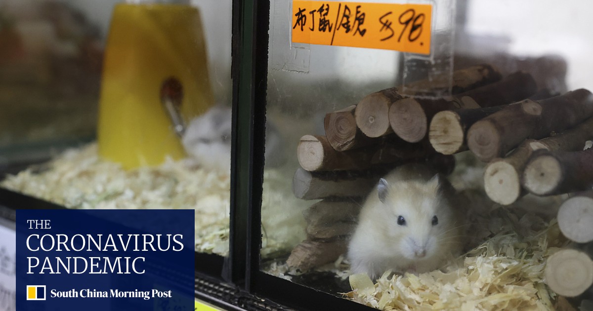 Hong Kong pet store owner calls for better communication from authorities - Vimarsana News