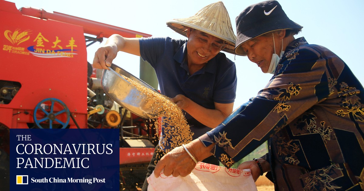 China food security: Premier Li Keqiang says summer harvest 'must go on', despite virus controls - Vimarsana News