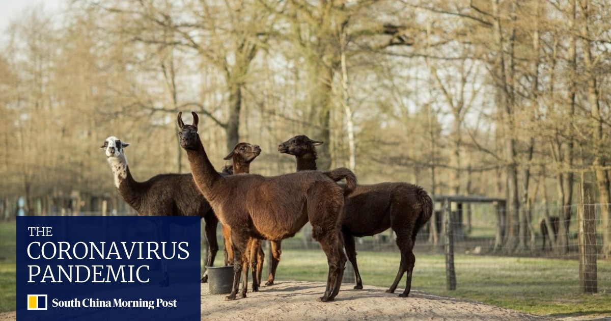 How A Llama Could Hold The Key To Beating The Coronavirus South China Morning Post