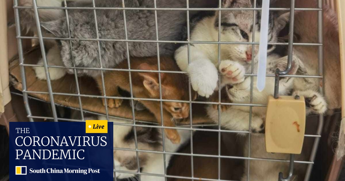 Buying purebred dogs and cats from pet shops and online is wrong, with  animal cruelty rife throughout the business. When will people in Hong Kong  wake up? | South China Morning Post