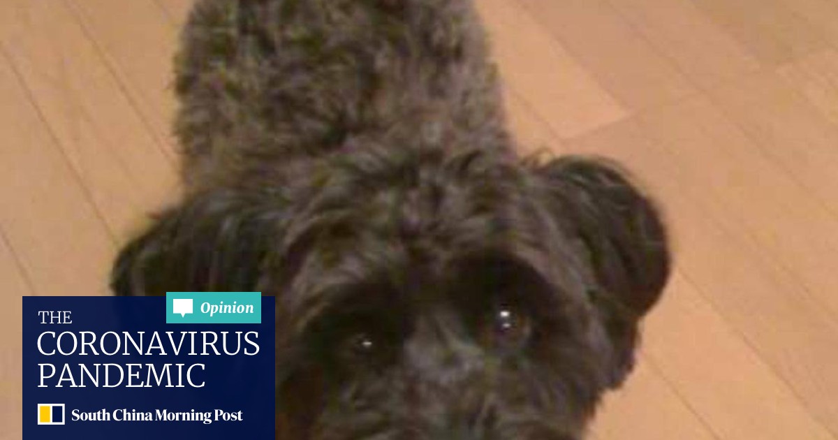 Pet project: Would you get an implanted microchip used for pets to replace Covid tracking apps? - Vimarsana News