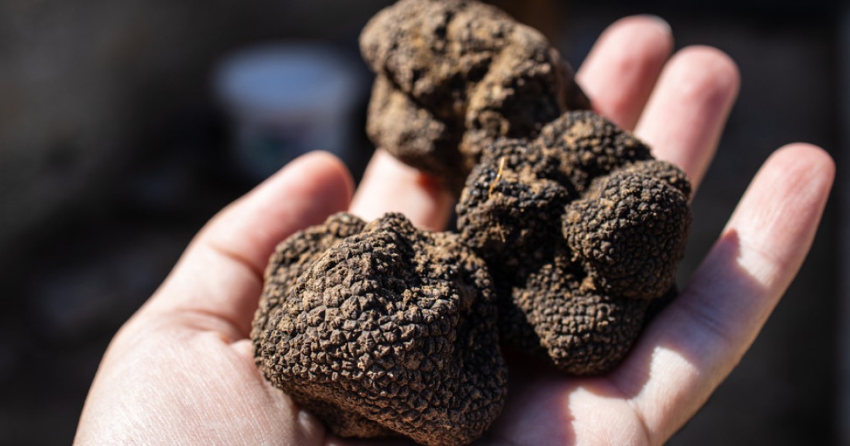 What are truffles, why are they so expensive, and are black or white the best? The pungent fungi is only found in a few lucky countries - Vimarsana News