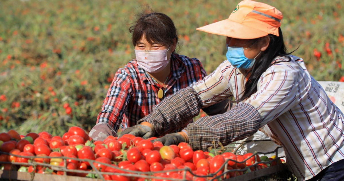 Why has the US ban on Xinjiang's tomato exports had such limited effect? - Vimarsana News