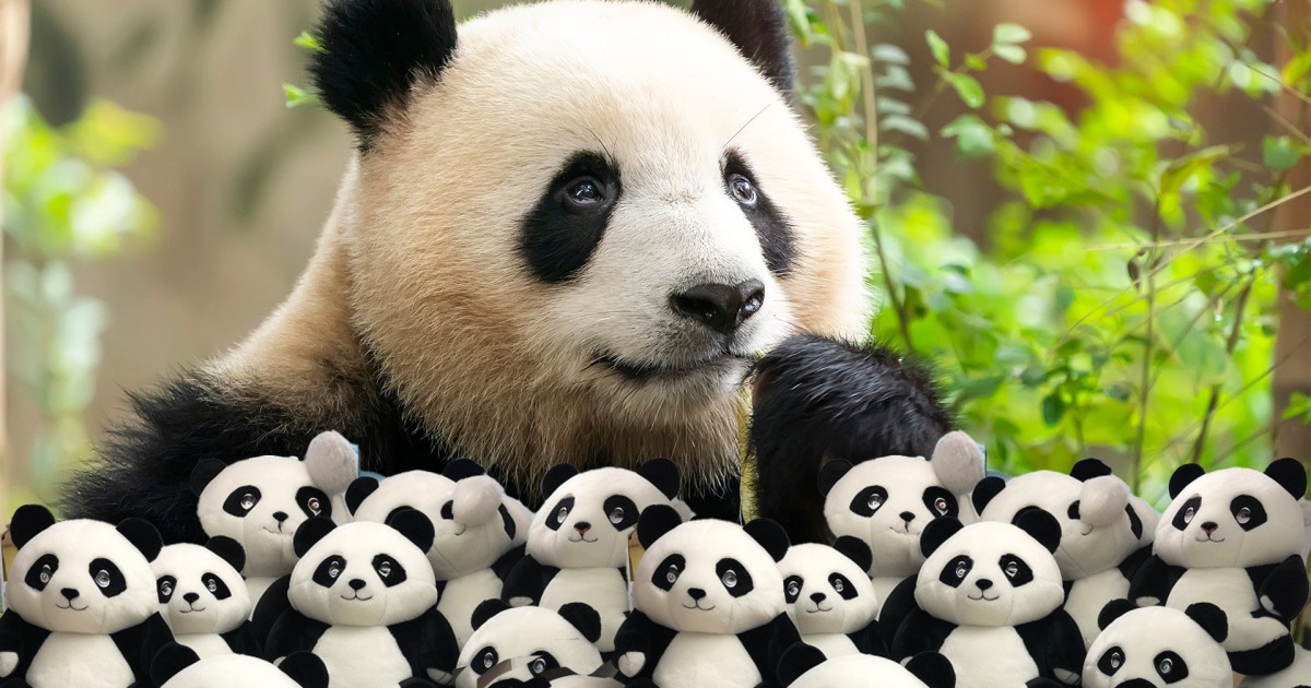 How has China's panda diplomacy evolved and where are its stars now? - Vimarsana News