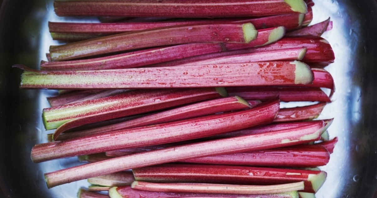 The History Of Rhubarb Medicinal Uses Recipes And Why Owning It In Russia Once Meant A Warrant For Your Death South China Morning Post
