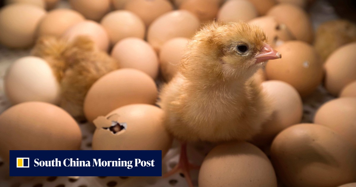 Mind power turns boiled eggs into chicks in China? You must be yolking - Vimarsana News